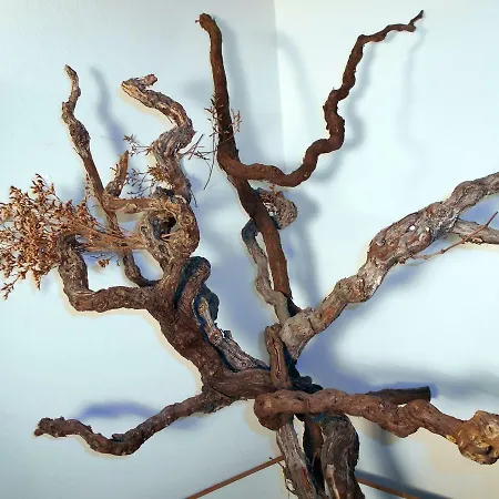 Dugamocira
